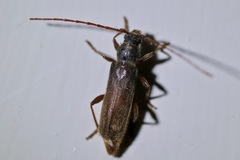Haplidus testaceus