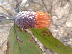 Cnicothamnus lorentzii