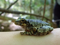 Hyla avivoca