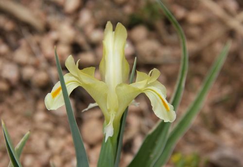 Iris pseudocapnoides