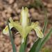 Iris pseudocapnoides - Photo (c) Наталья Бешко, some rights reserved (CC BY-NC), uploaded by Наталья Бешко
