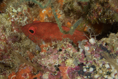 Cephalopholis spiloparaea