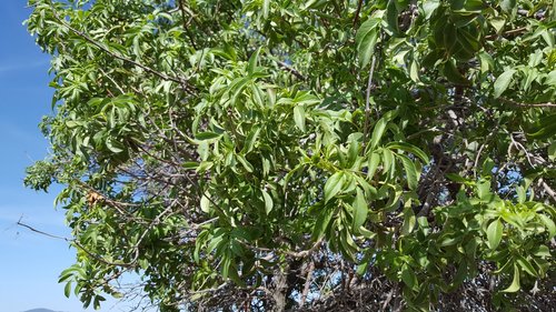 Mexican Elder foliage