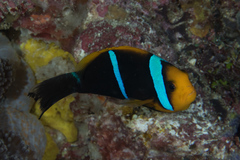Amphiprion chrysopterus