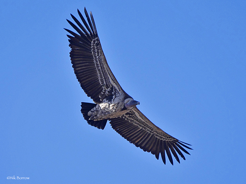 Rüppell's Griffon
