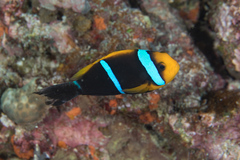 Amphiprion chrysopterus