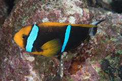 Amphiprion chrysopterus