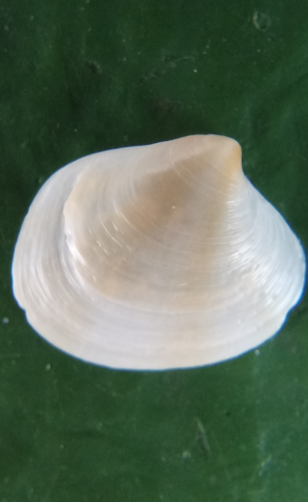 Eugaimardia