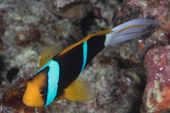 Amphiprion chrysopterus