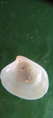 Eugaimardia perplexa