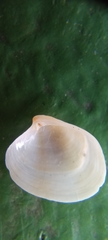 Eugaimardia perplexa