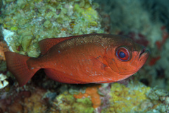 Heteropriacanthus cruentatus