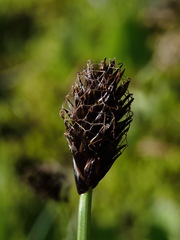 Carex nigricans