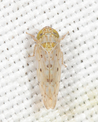 Atanus perspicillatus