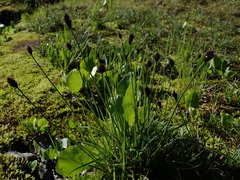 Carex nigricans