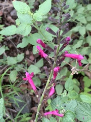 Salvia lemmonii