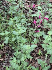 Salvia lemmonii