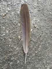 Ortalis ruficauda ruficauda