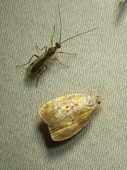 Acleris curvalana