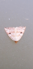 Perynea subrosea