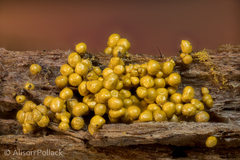 Oligonema schweinitzii