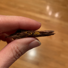 Oligonema schweinitzii