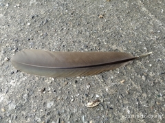 Ortalis ruficauda ruficauda