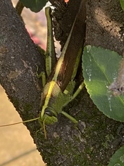 Schistocerca obscura