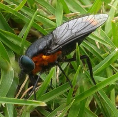 Osca lata