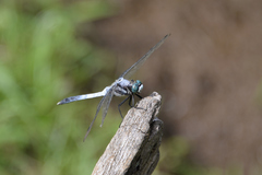 Orthetrum albistylum