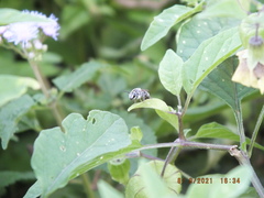 Colletes latitarsis