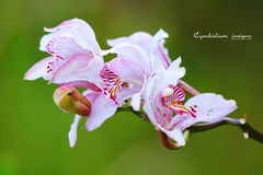 Cymbidium insigne