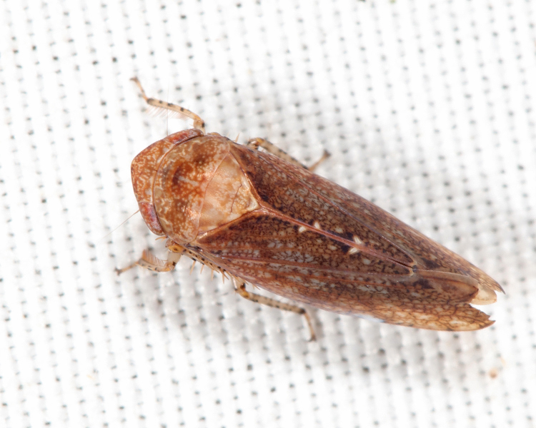Paraphlepsius particolor