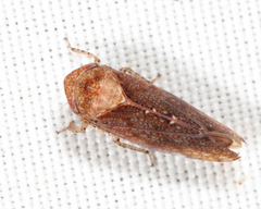 Paraphlepsius particolor