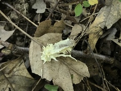 Akanthomyces aculeatus