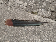 Ortalis ruficauda ruficauda