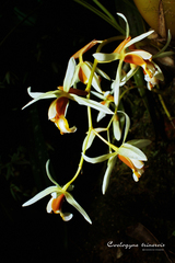 Coelogyne trinervis