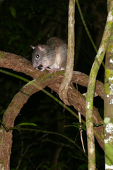 Uromys caudimaculatus