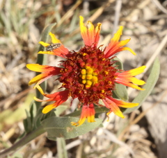 Gaillardia coahuilensis