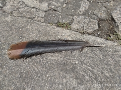 Ortalis ruficauda ruficauda