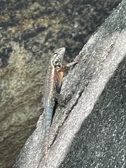 Sceloporus licki