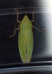 Draeculacephala mollipes
