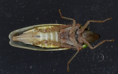 Draeculacephala mollipes