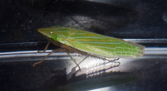 Draeculacephala mollipes