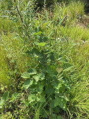 Alnus hirsuta