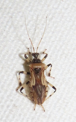 Acanthaspis concinnula