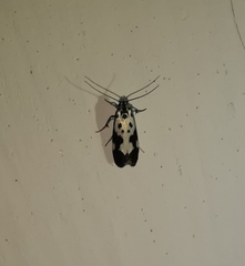 Ethmia quadrillella