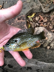 Lepomis gibbosus × cyanellus