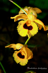 Dendrobium fimbriatum