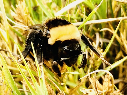 Nevada Bumble Bee photo 5